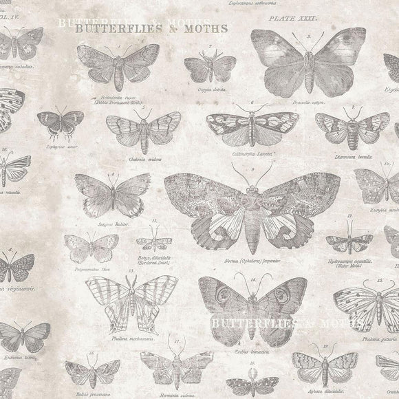 Monochrome Eclectic Elements Butterflies Parchment